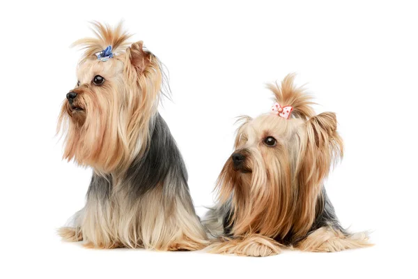 Στούντιο Πλάνο Δύο Αξιολάτρευτο Yorkshire Terriers Κάθεται Λευκό Φόντο — Φωτογραφία Αρχείου