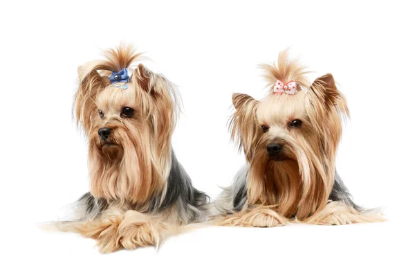 Studio Shot Two Adorable Yorkshire Terriers Lying Looking Curiously —  Fotos de Stock
