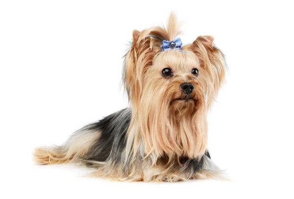Studio shot of an adorable Yorkshire Terrier yorkie with cute ponytail lying on white background 