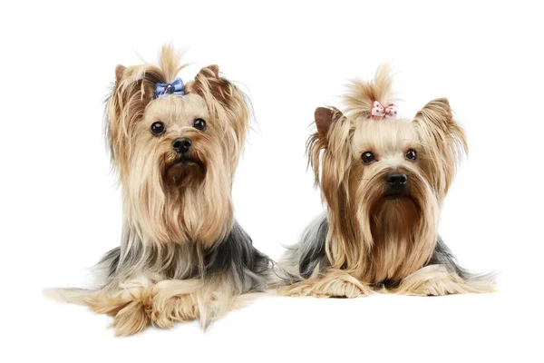 Studio Shot Two Adorable Yorkshire Terriers Lying Looking Curiously Camera — Φωτογραφία Αρχείου