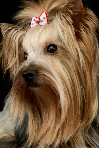 Portrait Adorable Yorkshire Terrier Yorkie Looking Curiously Cute Ponytail — стокове фото