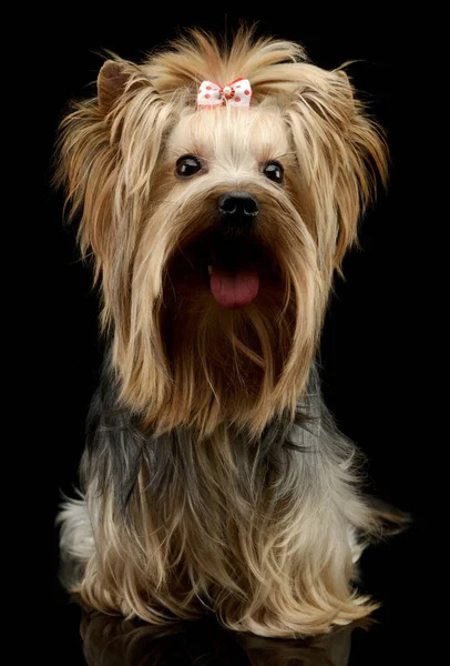 Studio Shot Adorable Yorkshire Terrier Yorkie Sitting Looking Satisfied Cute — ストック写真