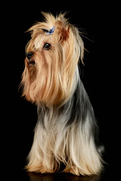 Studio Shot Adorable Yorkshire Terrier Yorkie Sitting Looking Curiously Cute — ストック写真