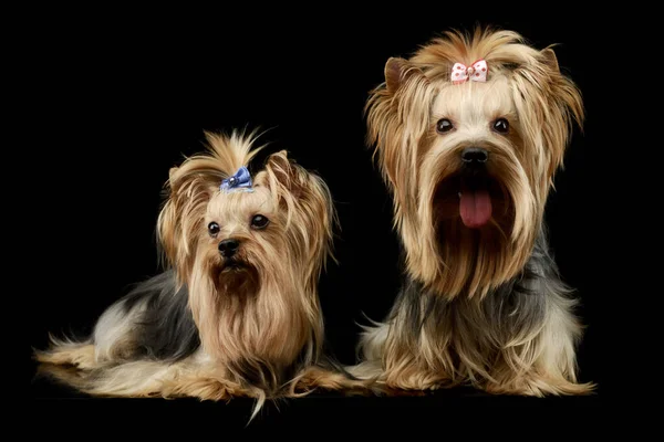 Studio Shot Two Adorable Yorkshire Terriers Lying Looking Satisfied — Foto de Stock