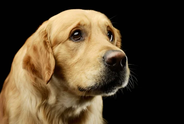 Retrato Adorável Golden Retriever Olhar Tímido — Fotografia de Stock