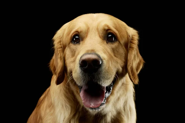 Portret Van Een Schattige Golden Retriever Zoek Tevreden — Stockfoto