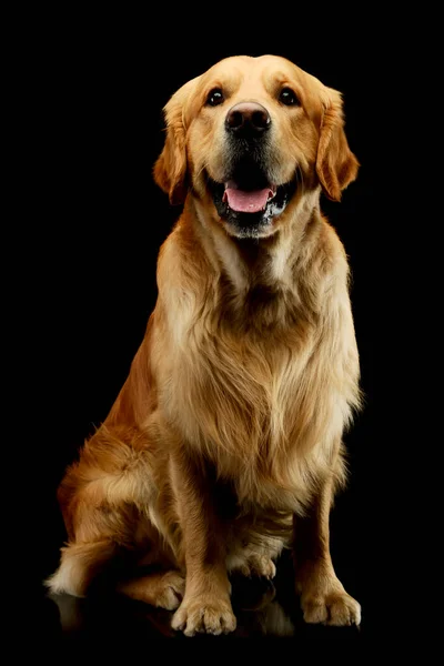 Studio Shot Lovely Golden Retriever Sitting Hanging Tongue — Fotografia de Stock