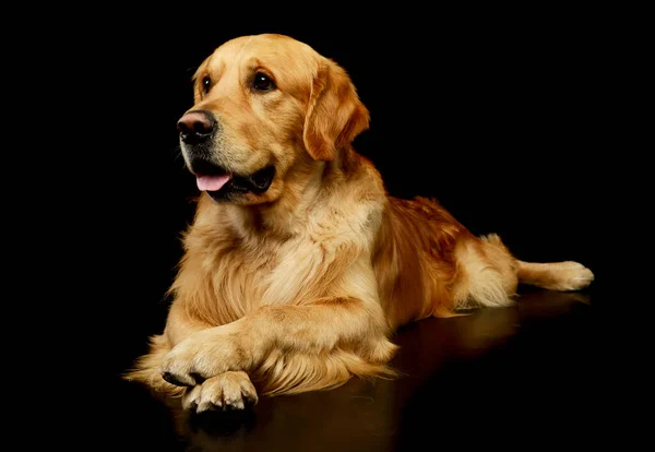 Studio Shot Van Een Mooie Golden Retriever Liegen Zoek Tevreden — Stockfoto