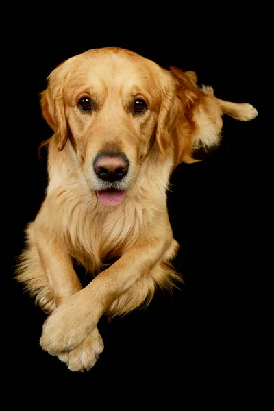 Studio Shot Piękny Golden Retriever Kłamie Wygląda Zadowolonego — Zdjęcie stockowe