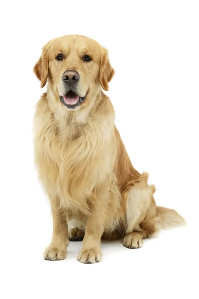 Studio Shot Lovely Golden Retriever Sitting Hanging Tongue — 图库照片