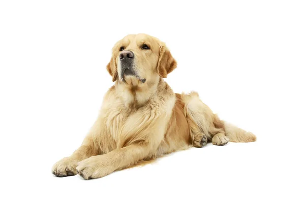 Studio Shot Lovely Golden Retriever Lying Looking Curiously White Background — стокове фото