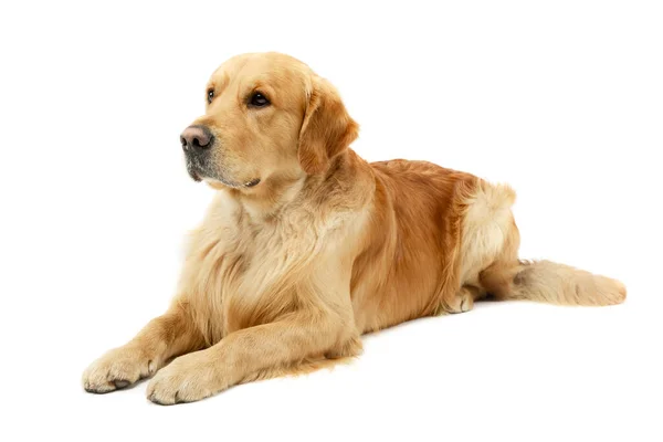 Studio Shot Lovely Golden Retriever Lying Looking Curiously White Background — Stockfoto