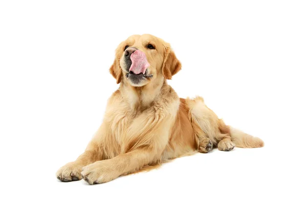 Studio Shot Lovely Golden Retriever Lying Looking Satsified — Φωτογραφία Αρχείου