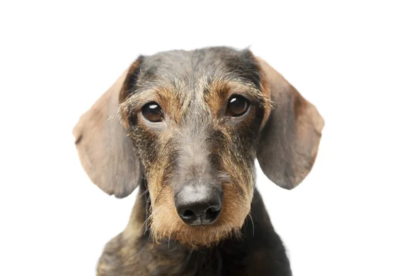 Portrait Adorable Dachshund Looking Curiously Camera — 스톡 사진