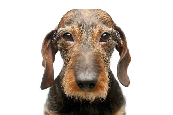 Portrait Adorable Dachshund Looking Curiously Camera — Φωτογραφία Αρχείου