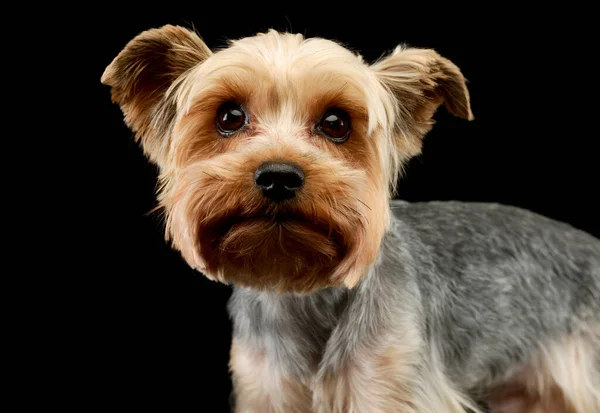 Retrato Adorável Yorkshire Terrier Olhando Curiosamente — Fotografia de Stock
