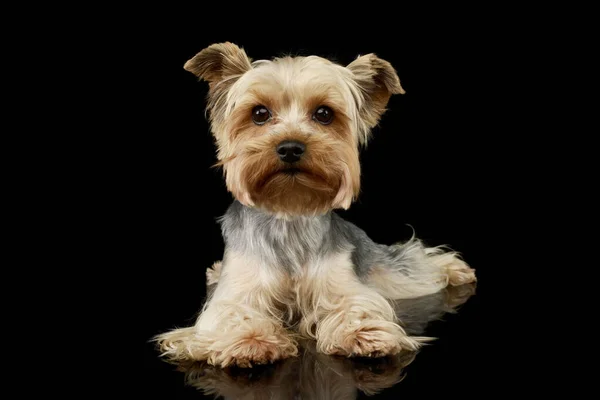 Estúdio Tiro Adorável Yorkshire Terrier Deitado Olhando Tímido — Fotografia de Stock