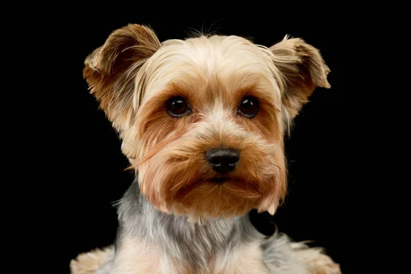 Retrato Adorável Yorkshire Terrier Olhando Curiosamente — Fotografia de Stock