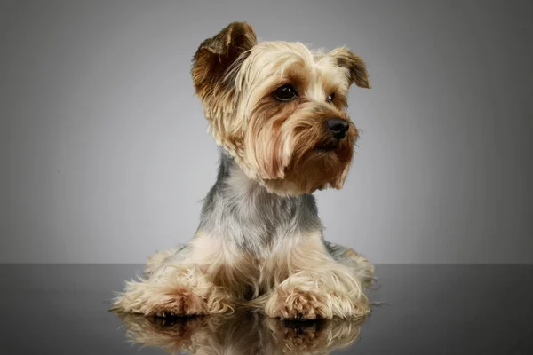 Studio Shot Adorable Yorkshire Terrier Lying Looking Tired — Stock Photo, Image