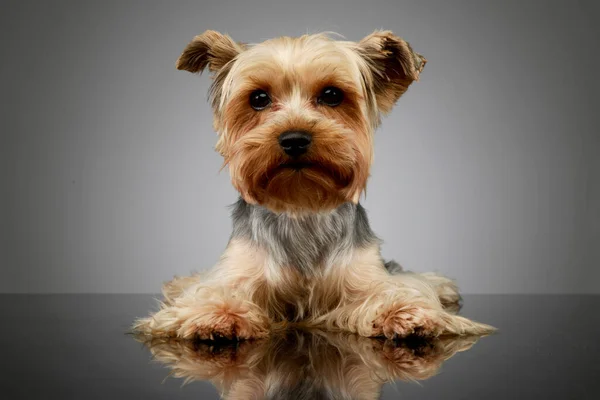 Studio Shot Adorable Yorkshire Terrier Lying Looking Curiously Camera — Foto de Stock