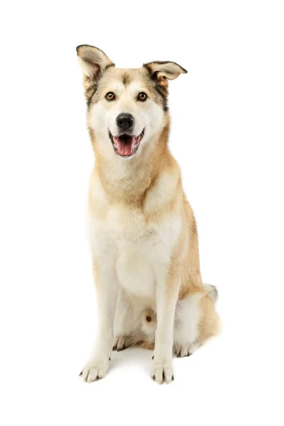 Studio Shot Adorable Mixed Breed Dog Looking Camera Seems Satisfied — Zdjęcie stockowe
