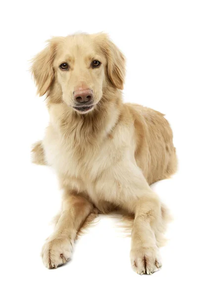 Studio Shot Adorable Golden Retriever Lying Looking Curiously Camera — Stock Photo, Image