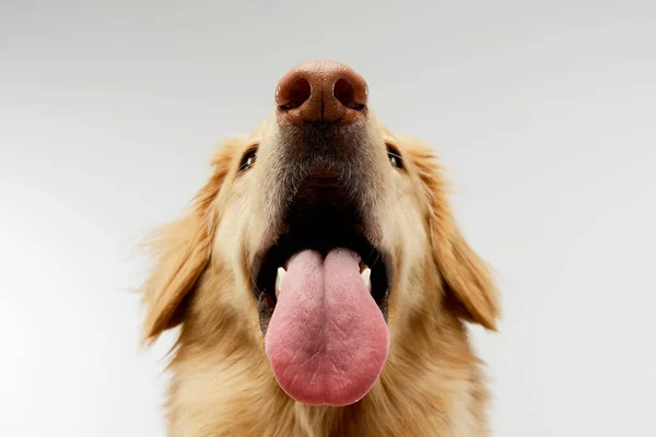 Portrait Adorable Mixed Breed Dog Looking Satisfied Hanging Tongue — Zdjęcie stockowe