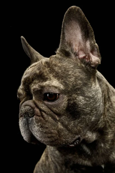 Portrait Beautiful French Bulldog Looking Sad — Foto de Stock