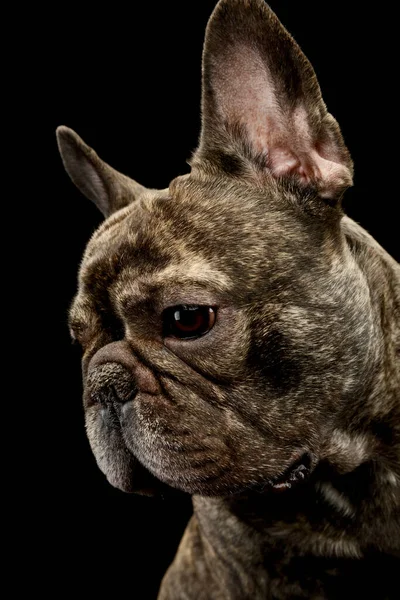 Portrait Beautiful French Bulldog Looking Sad — Foto de Stock