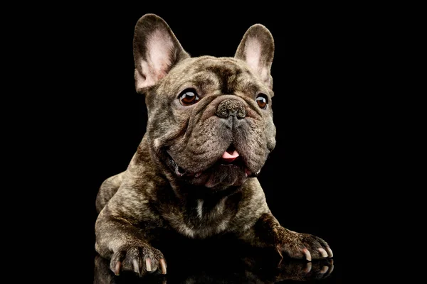 Studio Shot Lovely French Bulldog Lying Looking Curiously — Foto de Stock