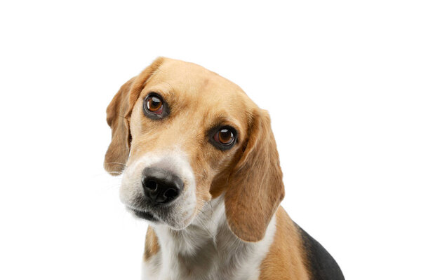 Portrait of an adorable Beagle with beautiful eyes looking curiously at the camera
