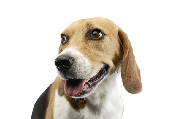 Retrato Adorável Beagle Com Belos Olhos Olhando Satisfeito — Fotografia de Stock