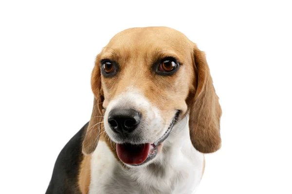 Retrato Adorable Beagle Con Hermosos Ojos Que Parecen Satisfechos — Foto de Stock