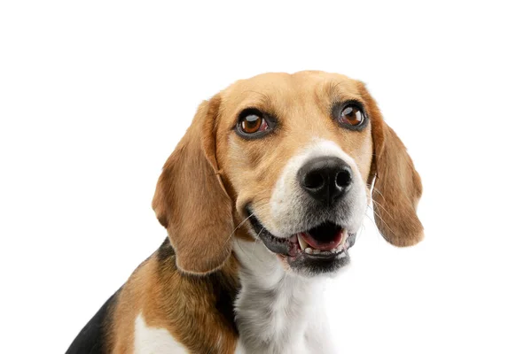 Retrato Adorável Beagle Com Belos Olhos Olhando Satisfeito — Fotografia de Stock