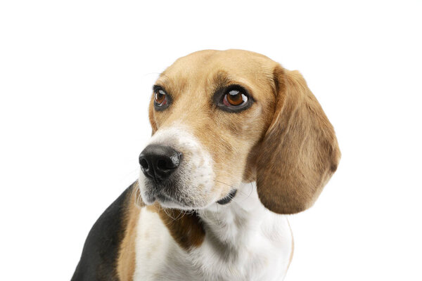 Portrait of an adorable Beagle with beautiful eyes looking curiously