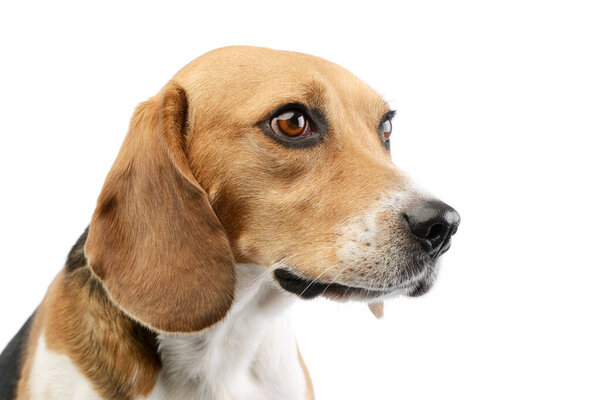 Portrait of an adorable Beagle with beautiful eyes looking curiously