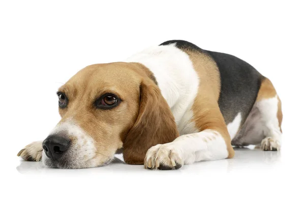 Estudio Adorable Beagle Tumbado Cansado — Foto de Stock