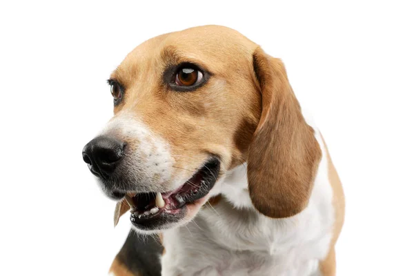 Retrato Adorable Beagle Con Hermosos Ojos Mirando Curiosamente —  Fotos de Stock
