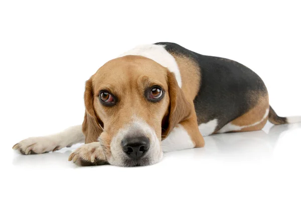 Studio Shot Adorable Beagle Lying Looking Tired — Stock Fotó