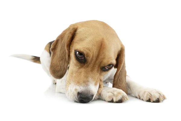 Estúdio Tiro Adorável Beagle Deitado Olhando Cansado — Fotografia de Stock