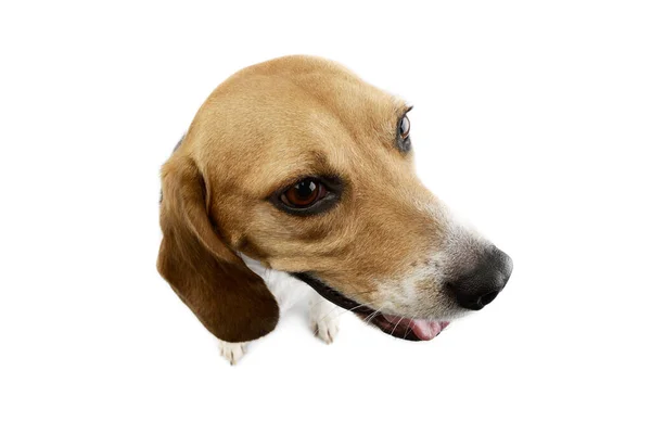 Studio Shot Adorable Beagle Sitting Looking Satisfied — стоковое фото