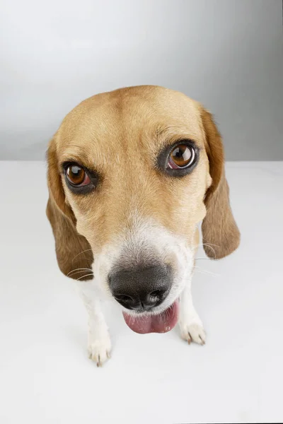 Estúdio Tiro Adorável Beagle Sentado Olhando Satisfeito — Fotografia de Stock