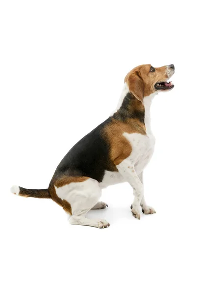 Estudio Adorable Beagle Sentado Levantando Pierna Delantera — Foto de Stock