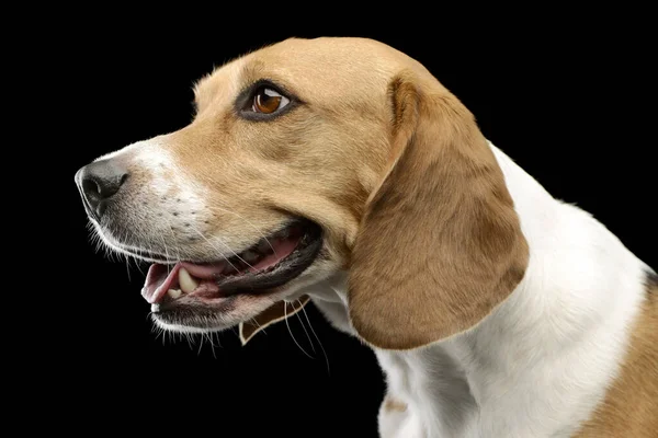 Portrait Adorable Beagle Beautiful Eyes Looking Satisfied — Foto de Stock
