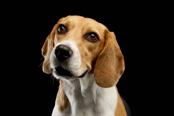 Retrato Adorable Beagle Mirando Hacia Arriba Curiosamente Sobre Fondo Negro — Foto de Stock