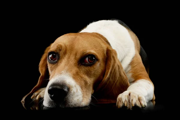 Estudio Adorable Beagle Tumbado Cansado — Foto de Stock