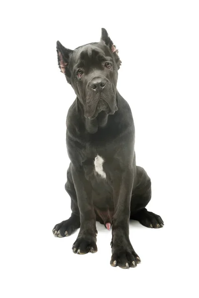 Studio Shot Adorable Cane Corso Sitting Looking Begging Eyes — Stockfoto