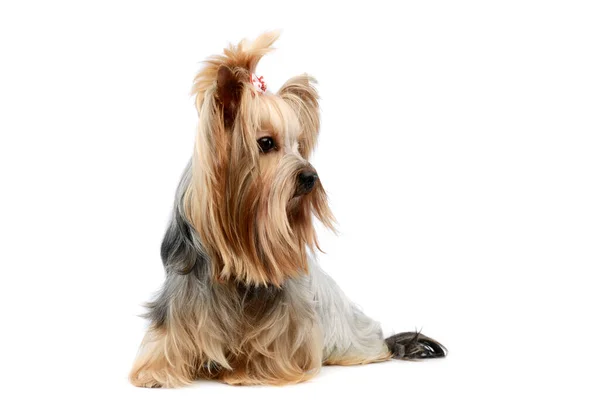 Studio Shot Lovely Yorkshire Terrier Sitting Looking Curiously Cute Ponytail — Φωτογραφία Αρχείου