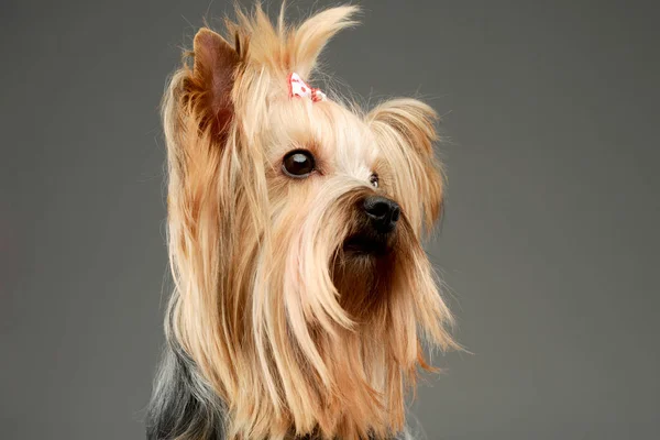 Portrait Lovely Yorkshire Terrier Looking Curiously Cute Ponytail — Stock fotografie