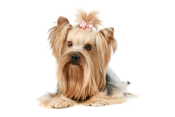 Studio Shot Lovely Yorkshire Terrier Lying Looking Curiously Cute Ponytail — Foto de Stock